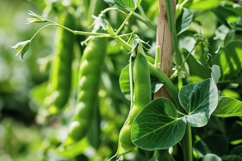 The effect of humic acid on soil improvement