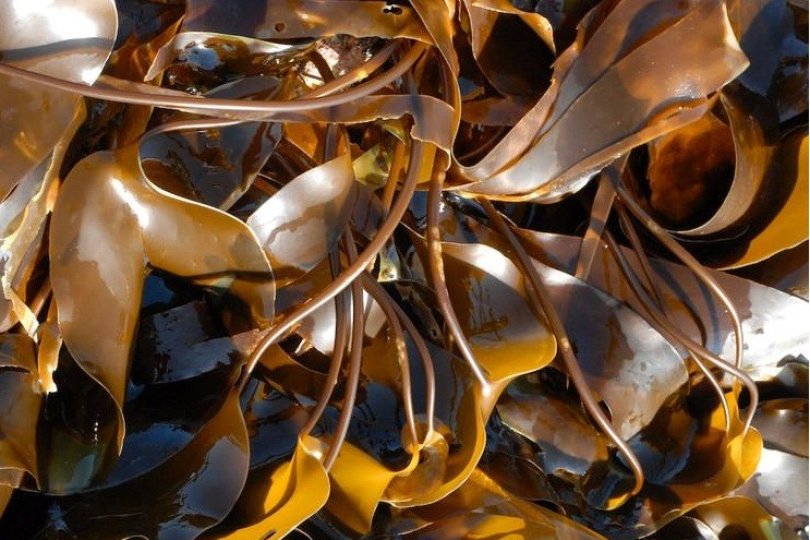 Functional Characteristics of Seaweed Extract Fertilizer
